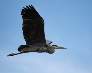 Grey Heron  in flight