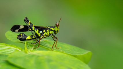 Beautiful greenish  Monkey Grasshopper (Erianthus versicolor)  perching on a leaf