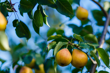 ripe beautiful pears hang on a tree branch