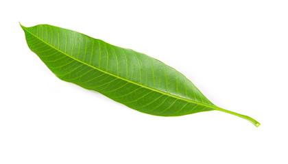 Obraz premium mango leaf isolated on white background
