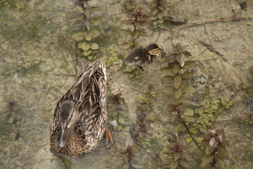 anatre con piccoli nel lago