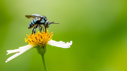 Neon Cockoo Bee collecting pollen from little daisy flower with blur green background