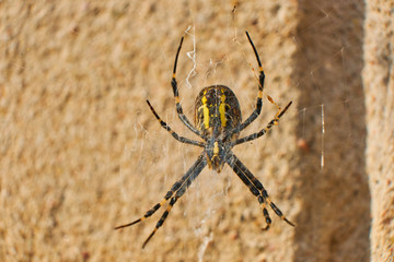 Black and yellow spider isolated with a blurred background