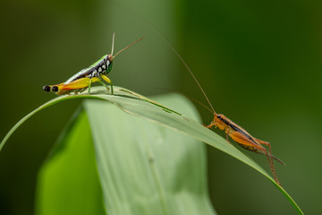 Yellow Red-legged Rice Grasshopper and cricket facing each other on grass leaf while moving the ...
