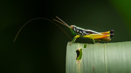 Yellow Red-legged Rice Grasshopper perching on grass leaf