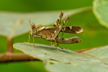 Brown Monkey Grasshopper perching on a leaf
