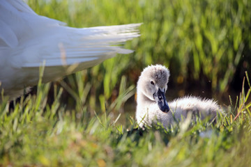 cicciolo di cigno 5