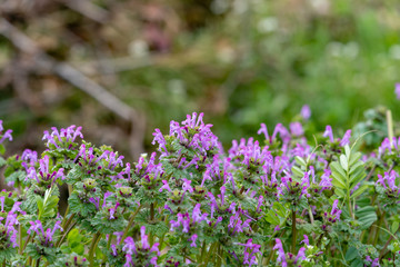 Greater Henbit flowers, Lamium amplexicaule