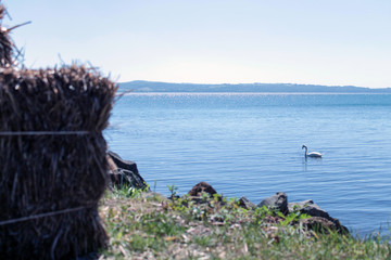 Fototapeta premium il cigno sul lago