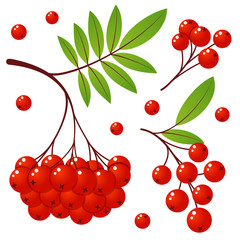 Rowan tree branch with leaves and berries. Vector illustration isolated on a white background. Mountain ash summer design. Bunch of mountain ash