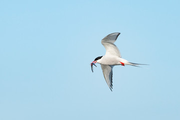 Common tern is flying with caught fish.