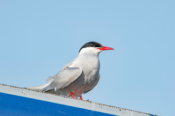 Common tern is standing on road sign plate.