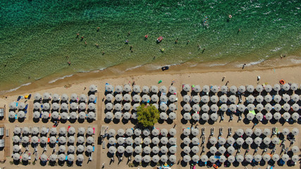 Aerial drone photo of beautiful covered in pine trees paradise sandy organised beach of Lagomandra...