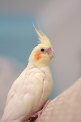 cockatiel isolated on white background