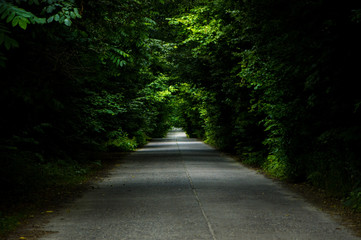 road in the forest