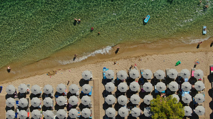Obraz premium Aerial drone photo of beautiful covered in pine trees paradise sandy organised beach of Lagomandra with turquoise clear sea in Sithonia peninsula, Halkidiki, North Greece