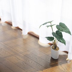 Houseplant on floor