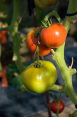 Fresh ripe of green and red tomatoes  in the plant growing in a greenhouse garden