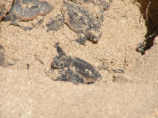 New born baby sea turtles