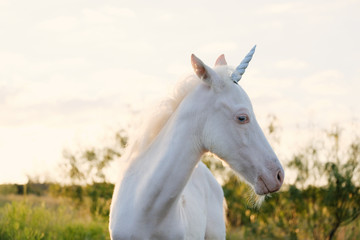 White colt  horse with unicorn horn, funny and magical farm animal.