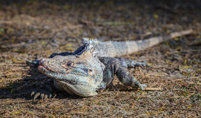 Black iguana in Costa Rica