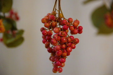 Pepperberry