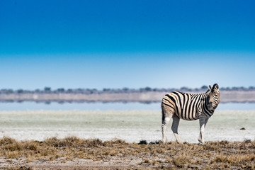 Obraz na płótnie Canvas Zèbre au parc national d'etosha en Namibie, Afrique