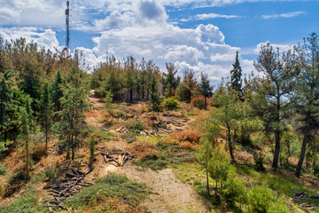Aerial view of deforestation coniferous trees in the suburban forest of Thessaloniki