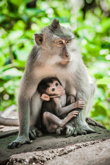 Naklejka na ściany i meble Mother monkey feeding her baby at Sacred Monkey Forest