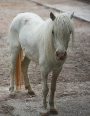 Obraz premium White pony horse