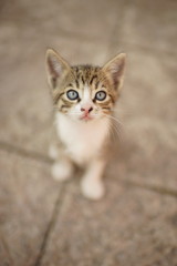 gray-white tabby kitten sitting in the yard on a stone floor
