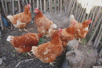 Brown hens