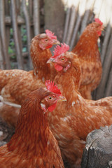 Brown hens