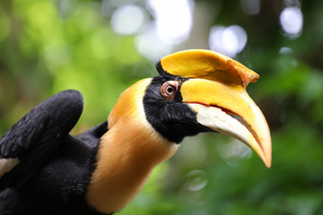 Great hornbill in jungle of Thailand, Animal background © Passakorn