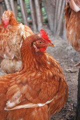 Brown hens