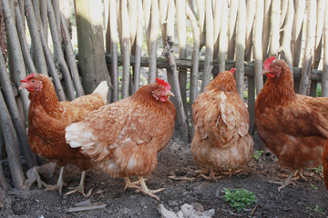 Brown hens