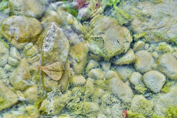 leaf floats on the water surface of the rocky riverbed