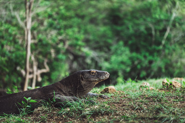 Komodo dragon close-up, scientific name: Varanus komodoensis. Natural habitat. Indonesia, Rinca Island