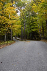 Beautiful winding road leading into an autumn forest 