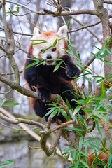 red panda eating bamboo