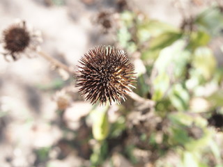 thistle in bloom