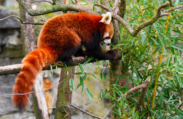red panda in a tree eats leaves of bamboo