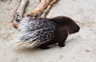 a porcupine walks looking for food
