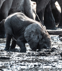 Éléphant au parc national d'etosha en Namibie, Afrique