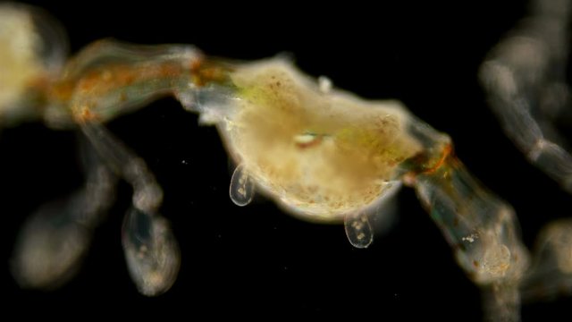 plankton isoplankton of the Black Sea under the microscope. Skeletal shrimp or sea goats, Caprellidae, a family of crustaceans from the order Caprellida, lead a lower lifestyle, omnivores, stand out
