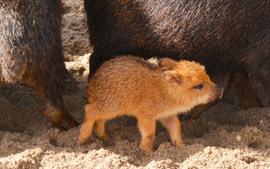 a baby peccary walks under the legs of the adults