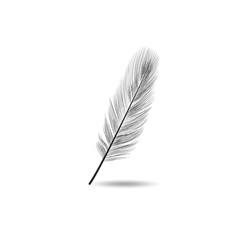 Vector illustration of realistic black feather on white background. Easy editable layered vector illustration.