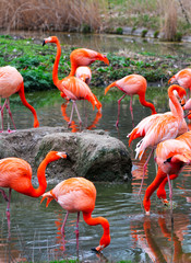 group of pink flamingos
