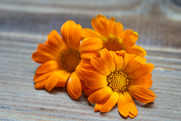 Calendula flowers laid out on a wooden background. Calendula officinalis medicinal plant petals - healthy concept