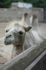 Obraz premium Young bactrian camel